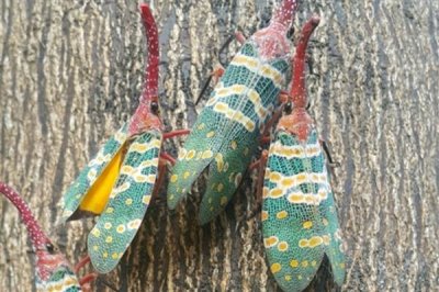 龙眼鸡的价格,一只大概需要6-8元左右