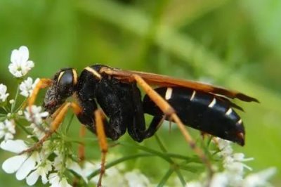 黑腹虎头蜂的天敌,黄尾巢螟、大型胡峰和人类都是