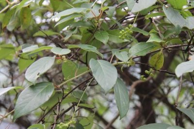 五味子为何不结果,一般是由于授粉不足导致