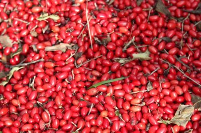 山茱萸种子怎么催芽,主要用浸泡方式