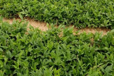 郓半夏的价格,大概为50-180元左右/斤