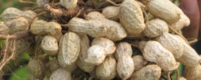 花生虫害类型，蛴螬、棉铃虫、蚜虫等害虫较常见