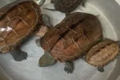 乌龟死亡的表现有哪些,首先会停止活动