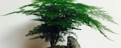 矮云竹的修剪方法,在其幼苗期间对植株进行摘心