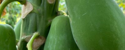 番木瓜的采摘方法,通常都是人工采收