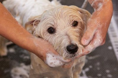 家里狗味太重如何去除，需定期清洗和消毒狗狗的用品