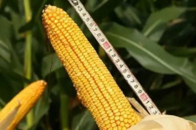 登海W365玉米种子特征特性，中抗小斑病
