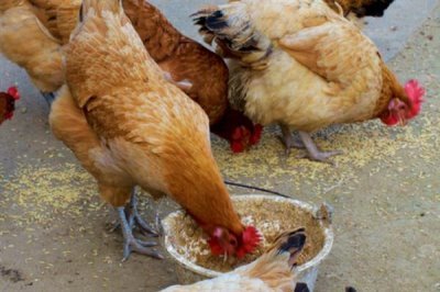 鸡互相啄毛吃的原因，可能是蛋白质不足或温度过高所致