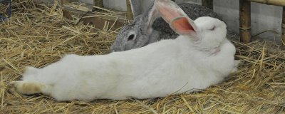 哺乳母兔怎么管理，增加青绿饲料、精饲料的饲喂量可增强体质