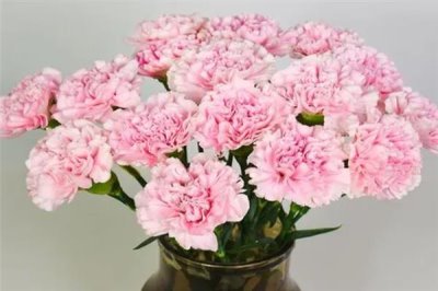 11朵康乃馨的花语，寓意是一心一意