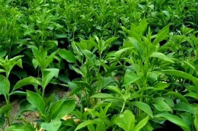 在家加工什么可以赚钱,小腌菜加工、糕点加工等项目值得考虑