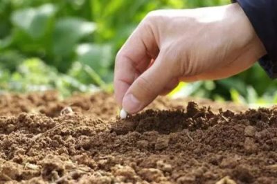 甘蓝的种植方法,夏播甘蓝可选在7月下旬左右