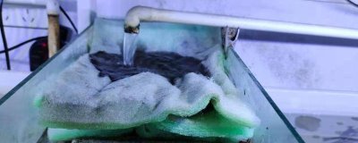 鱼缸过滤棉多久洗一次,脏了之后及时清洗即可