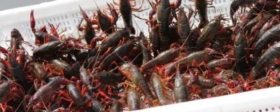 小龙虾的产地,最有名的是江苏盱眙和湖北潜江