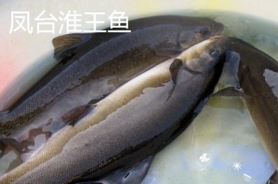 安徽省萧县的特产,高滩萝卜久负盛名