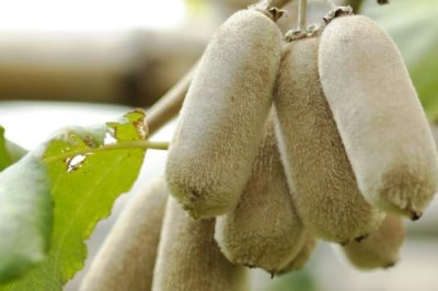 哪些作物的种植前景比较好,当前可以考虑蓝宝石葡萄、白草莓、秋葵等果蔬