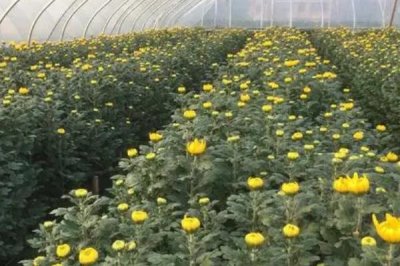 菊花如何养殖，喜欢生长在温暖的环境中