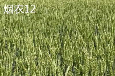 东北小麦的主产区在哪,包含黑龙江、吉林、辽宁等地区