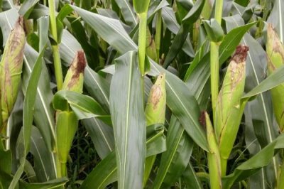 达美108玉米品种的特性，平均生育期125.5天