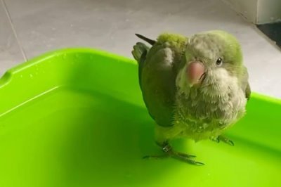 给鹦鹉洗澡要用热水还是冷水,不建议用太热或者太冷的水