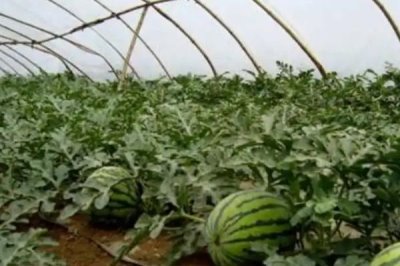 西瓜空心的原因及防治方法,可能是温度偏低或阴雨寡照等导致