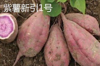紫薯有哪些品种,以下10种产量高抗病能力强