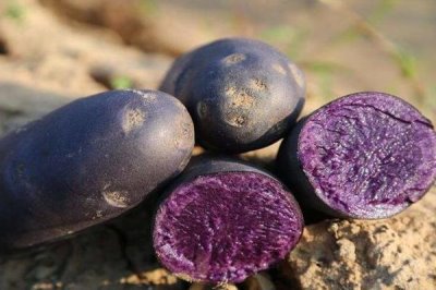 黑土豆什么品种好,有黑金刚土豆和黑美人土豆