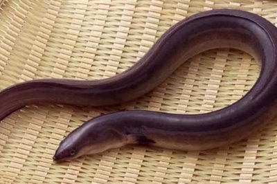 鳗鱼干刺太多如何处理,可用镊子拔除鱼刺