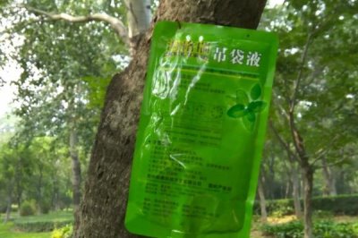 怎么对果树人工授粉，用授粉棒采蘸花粉再滚动至主栽品种的花丛中