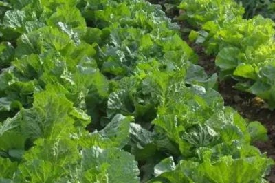 白菜长白斑打什么农药,嘧菌酯、苯醚甲环唑、嗯唑菌酮·霜脲氰等