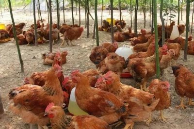 鸡突然死了的原因,可能是疾病性猝死或应激性猝死等