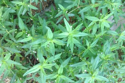 白花蛇舌草怎么种植，种子应拌土播撒