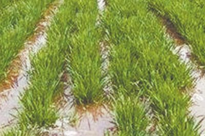 小麦多久浇一次水,通常每隔3-4个月浇1次水