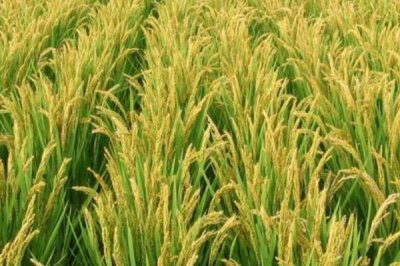 中后期谷子腾伤如何防治,浇水在下午或晚间进行