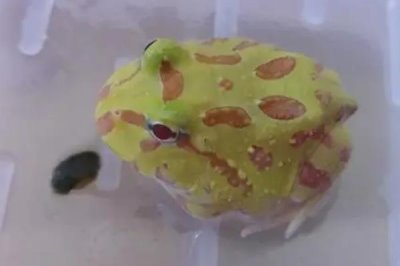 黄金角蛙的价格,一般在8-10元一只