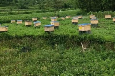 养蜂十二口诀,一月保温、二月通风