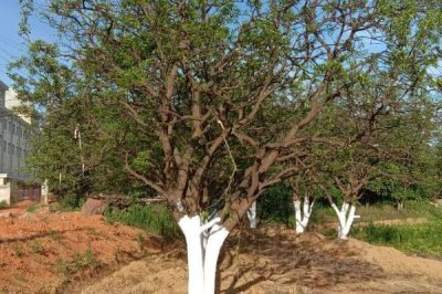 香橼果苗的价格,产地不同价格不同