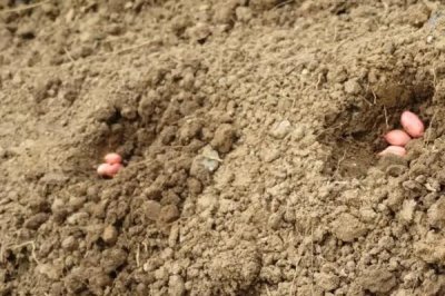 花生如何播种,可进行人工点播