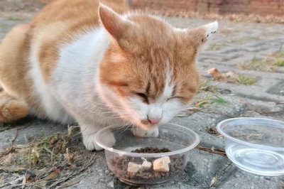 给猫咪喂食猫草片的作用,可帮助猫咪将体内堆积的毛球