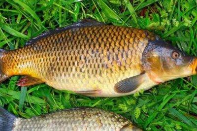 鲤鱼如何分公母,推荐四个简单又实用的技巧