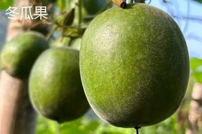 罗汉果的种植前景,加工品在市场上供不应求前景可观