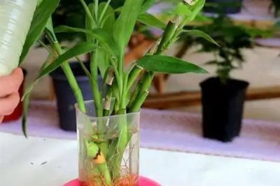 怎么让富贵竹生根，涂抹生根粉可以刺激根茎发育