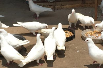 鸽子吃花生的好处,可促进生长发育