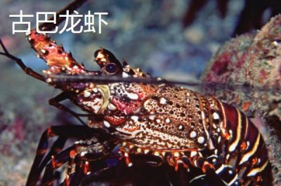 澳洲龙虾养殖技术要点,饵料可以采用人工配比的方法