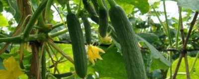 越冬水果型小黄瓜的栽培技术，育苗适期为9月中下旬至10月上中旬