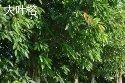 如何挑选榕树种子，颗粒饱满、具有光泽的种子品质更好