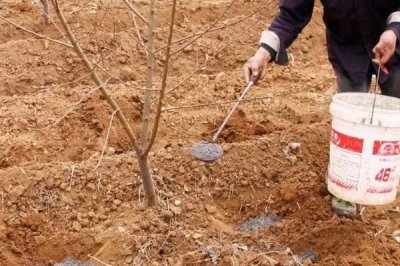 桃树秋施基肥的方法,可在行间开沟施肥