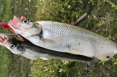 翘嘴红鲌怎么养殖,鱼苗放养要趁早