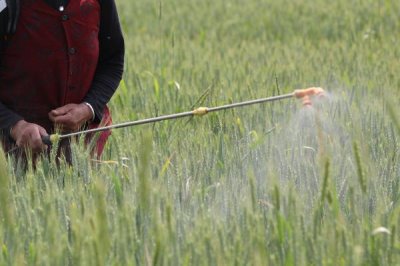 怎么防治小麦全蚀病,与棉花、烟草进行轮作可明显降低发病率