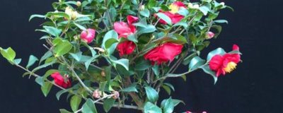 哪些植物可以使用硫酸亚铁肥料，包含山茶花、龟背竹、文竹等品种